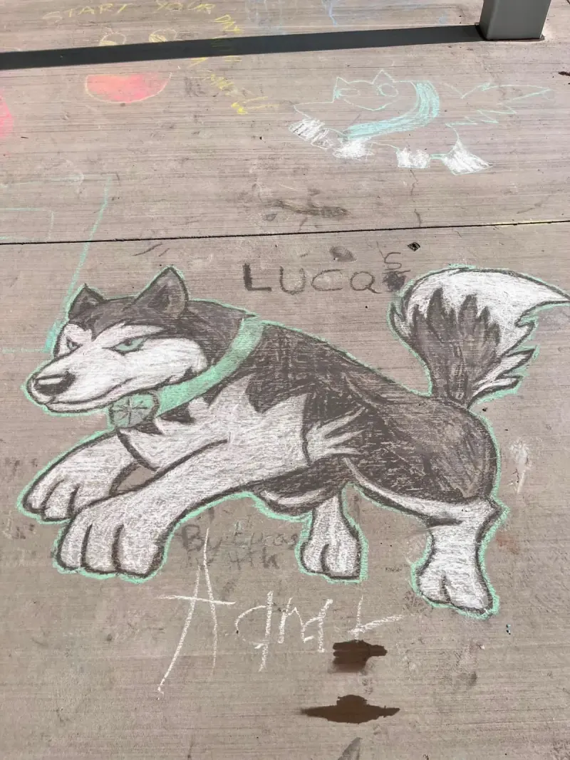 A carefully shaded chalk husky in mid-leap, green collar and outline, signed by the child who drew it